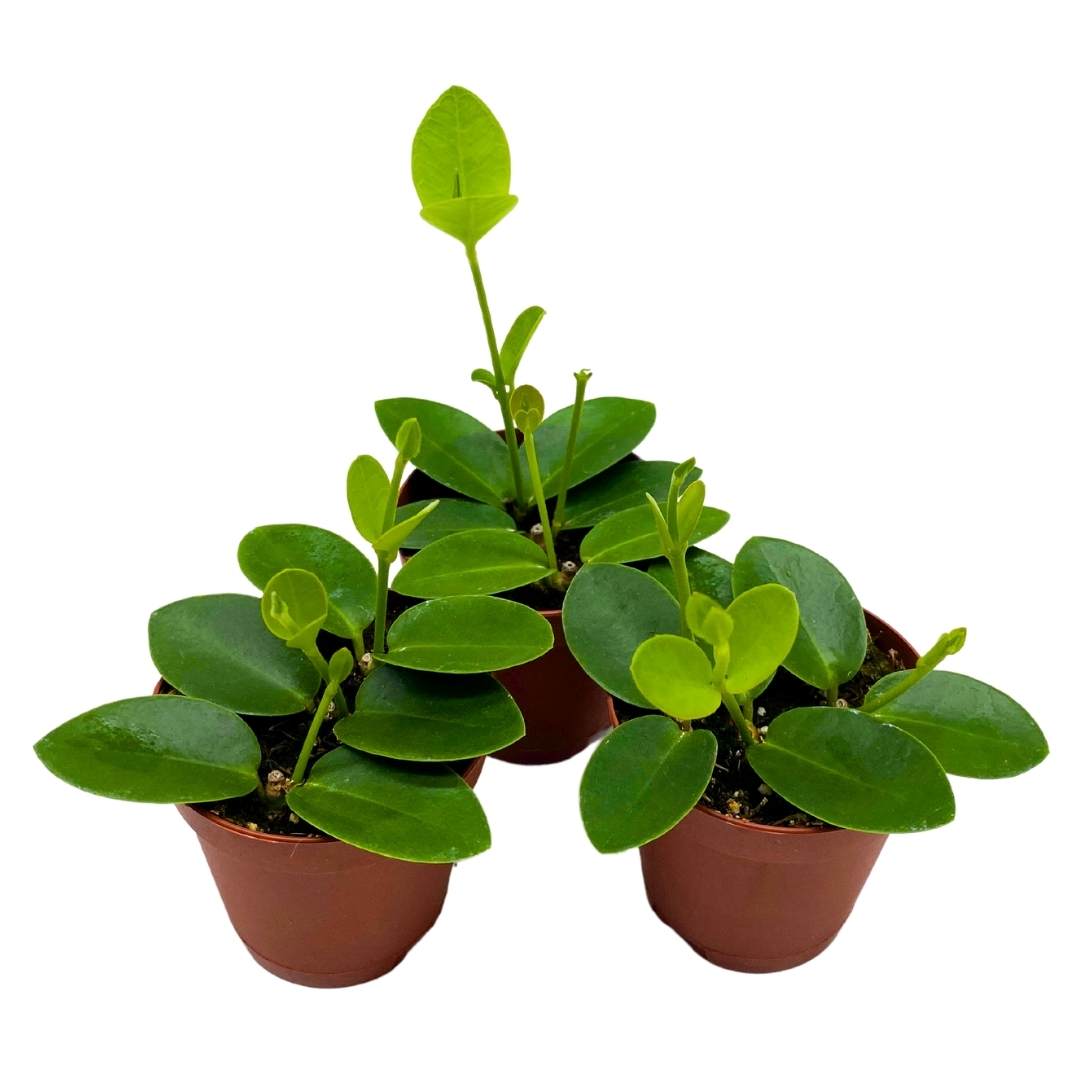 green jade wax plant Hoya cumingiana in a 2 inch set of 3 pot small leaf wax plant – Harmony Foliage