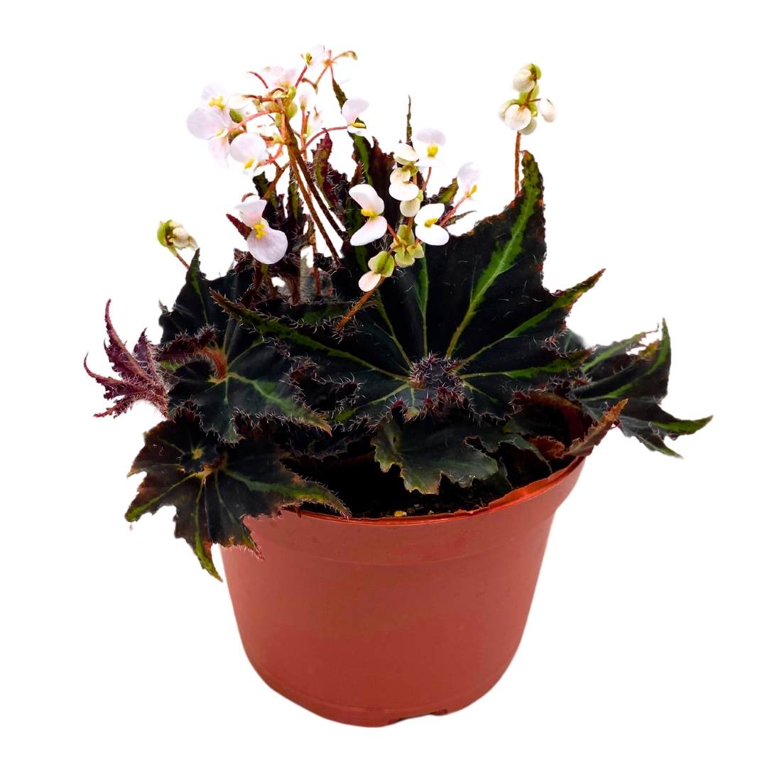 Begonia Breakdance Rhizomatous Rhizo in a 6 inch Green Black