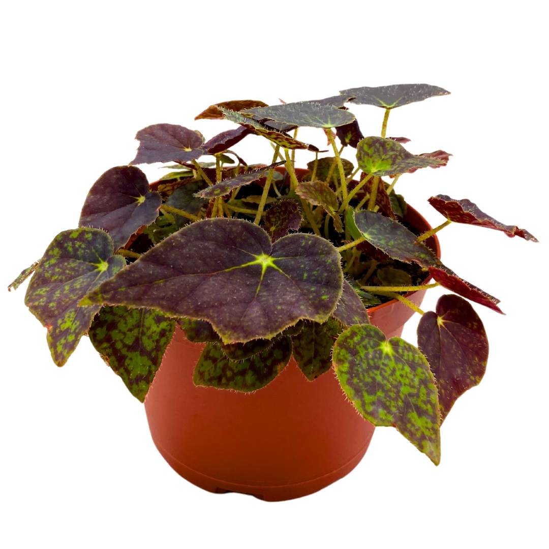 Begonia Ace's High 6 inch Rhizomatous – Harmony Foliage