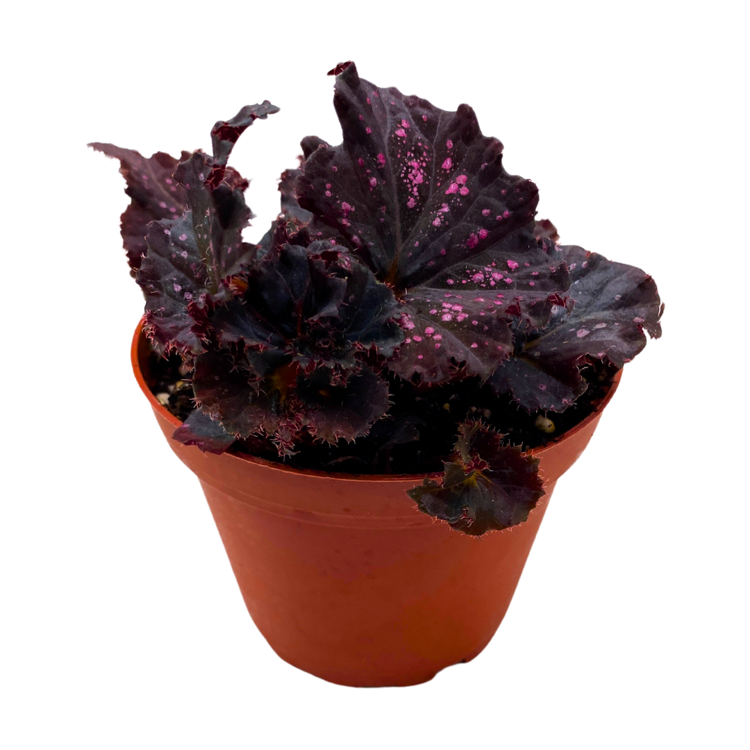 Harmony's Midnight Madness Begonia Rex 4 inch Black and Pink