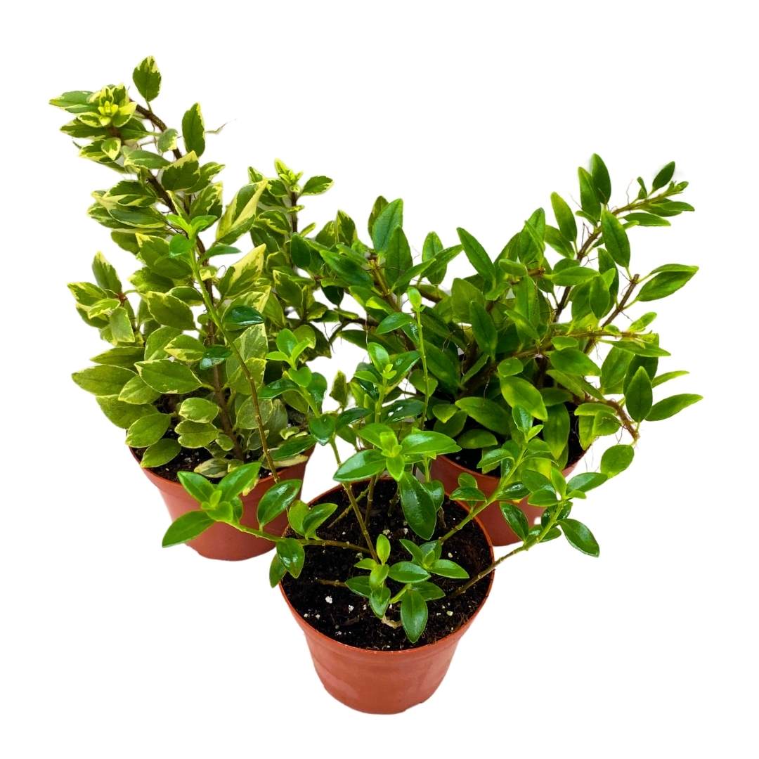 goldfish plant pot Columnea Goldfish Plant Assortment Set of 3 in a 4 inch Pot