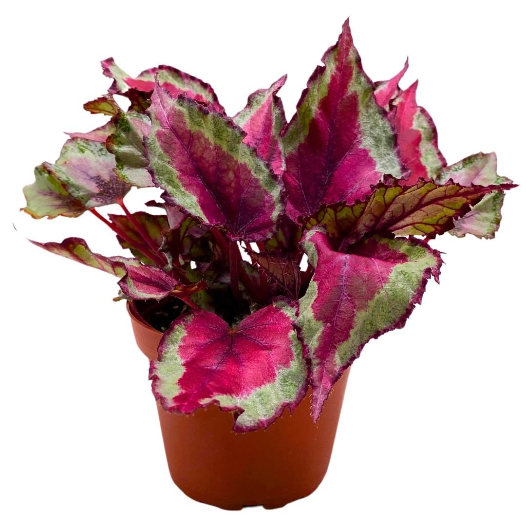 Begonia Rex Spitfire in a 4 inch Pot Pink and Gray – Harmony Foliage