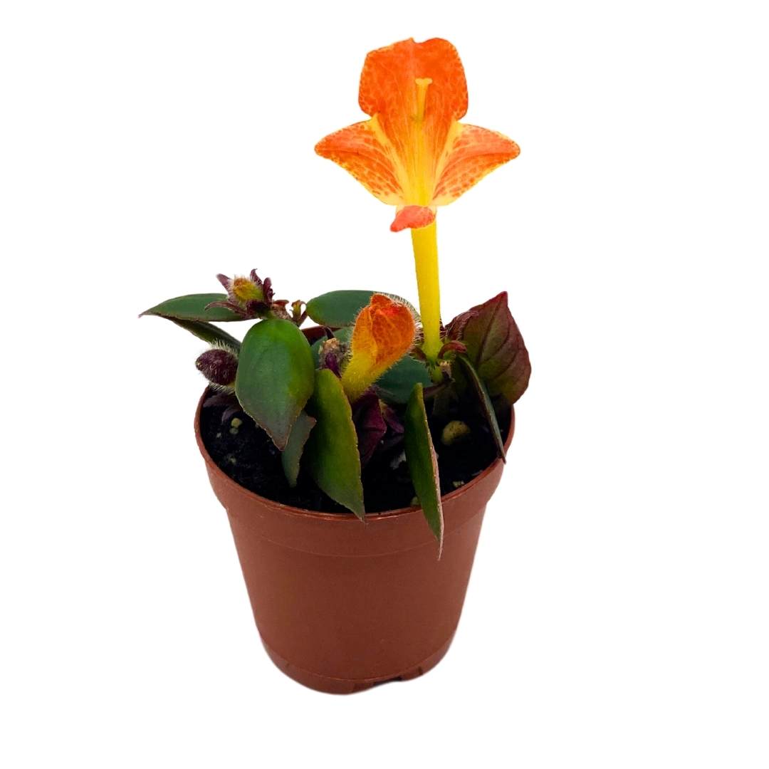 lips plant pot Columnea Hot Lips Gloriosa in a 2 inch Pot – Harmony Foliage