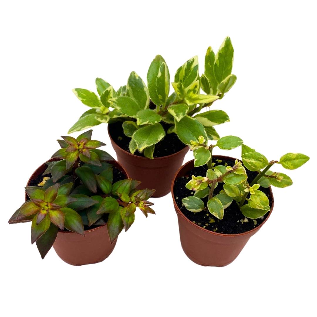Columnea Goldfish Plant Assortment Set of 3 in a 2 inch Pot