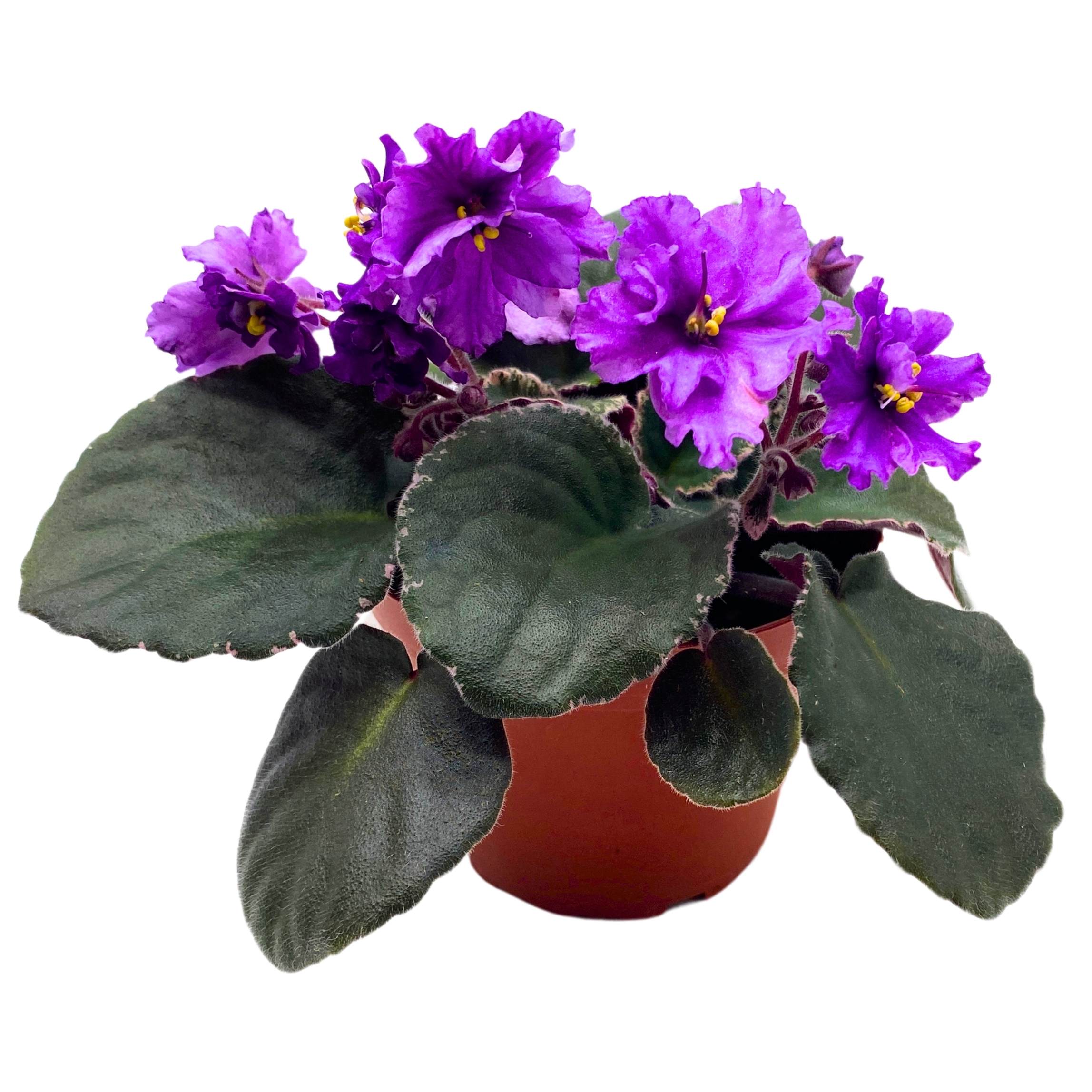 Buckeye Country Gal African Violet Saintpaulia 4 inch Harmony Foliage