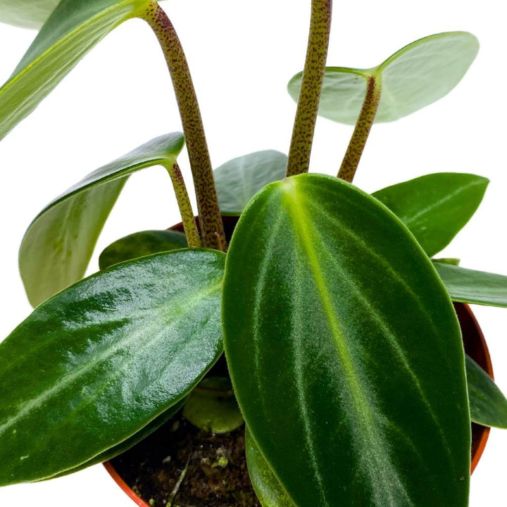 Peperomia Maculosa, Spotted-Stalked Pep, Monster Peperomia