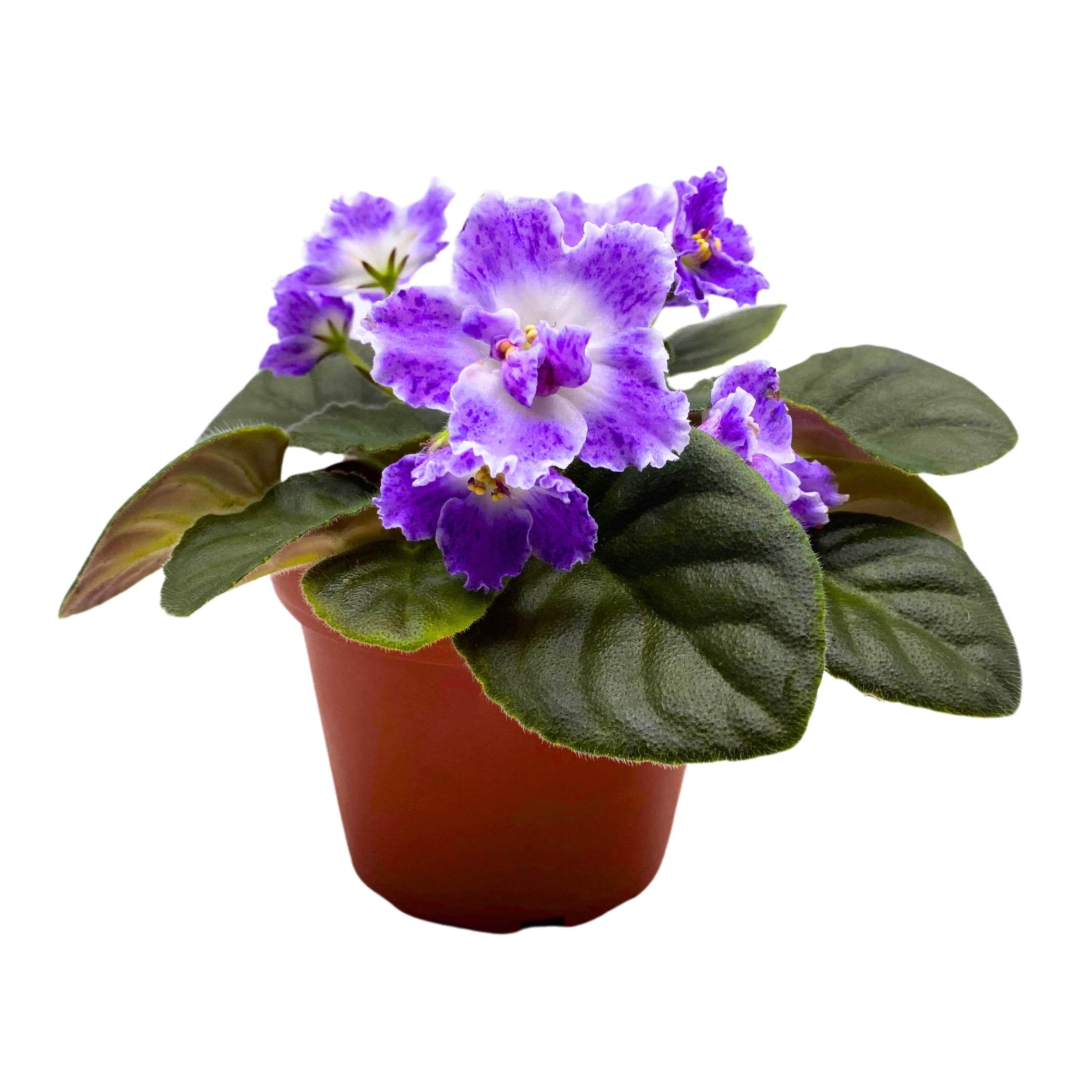 AE Sharlene Fantasy African Violet Saintpaulia 4 inch – Harmony