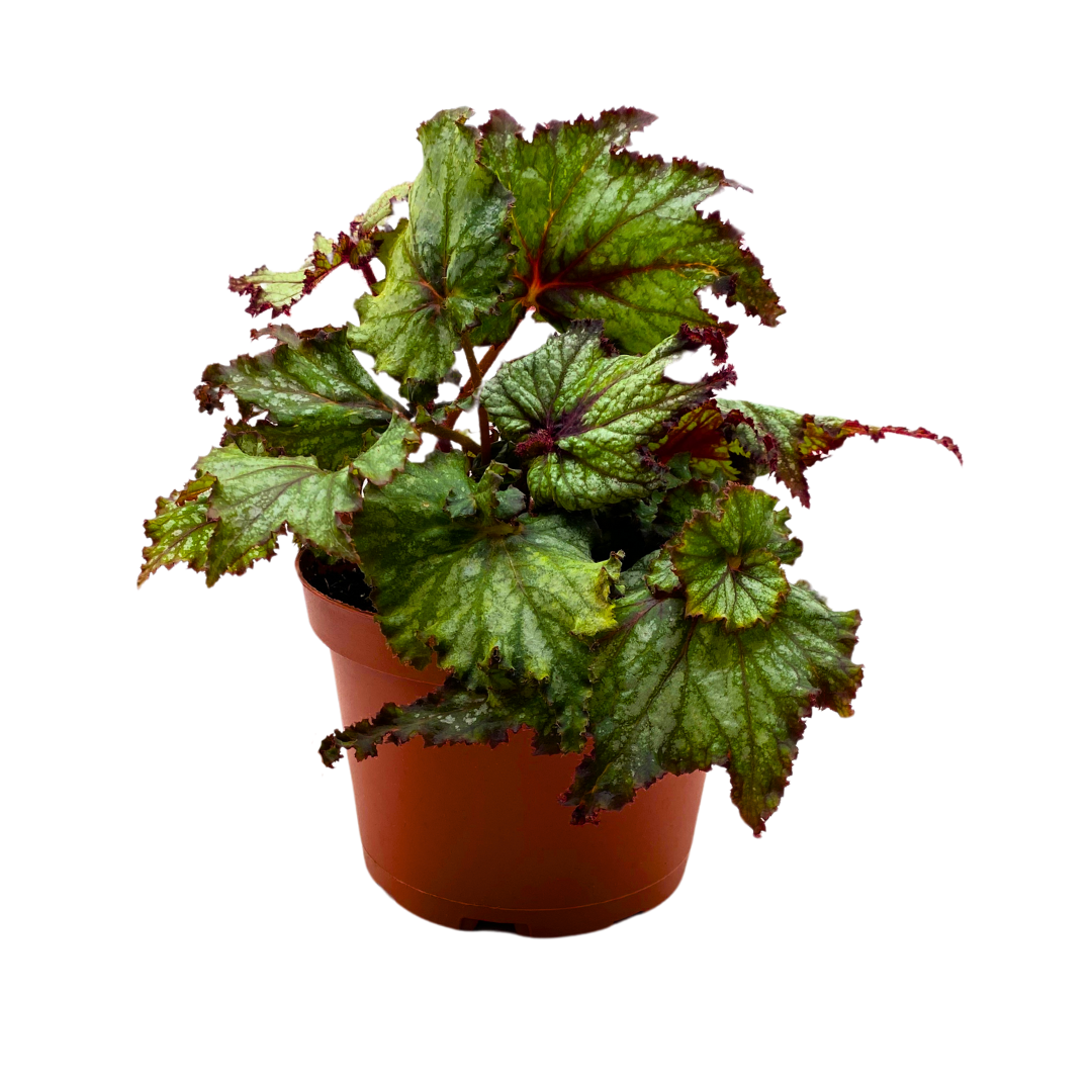 Harmony's Dragon Tail Begonia Rex 6 inch White Curly – Harmony Foliage