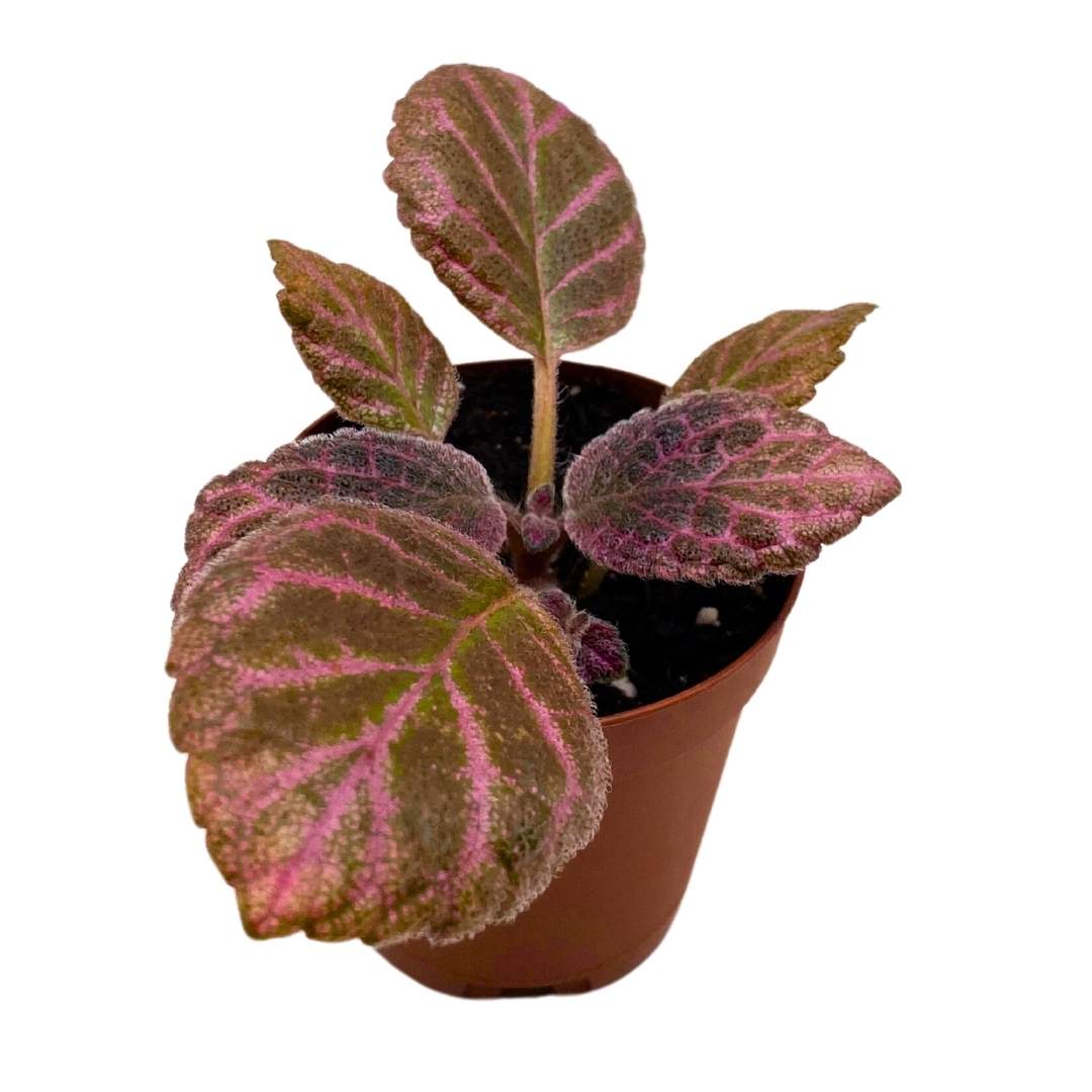 Episcia Strawberry Fields Flame Violet 2 inch – Harmony Foliage