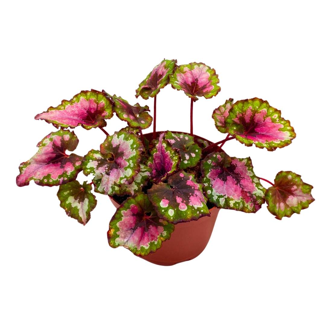 Begonia Rex Harmony's Vampire's Kiss, 4 inch Red Green – Harmony