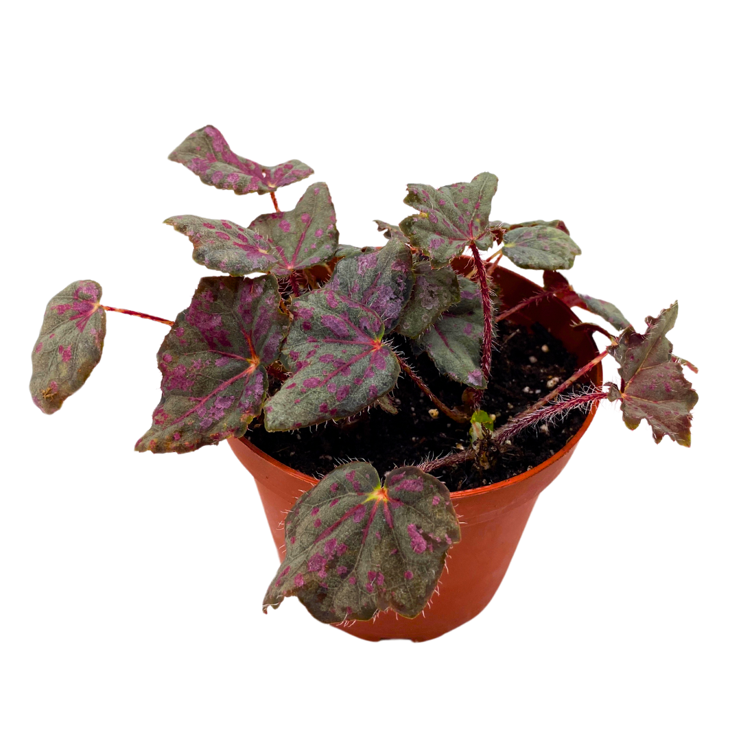 Saxon's Mystery Begonia Rex 4 inch Black and Pink – Harmony Foliage