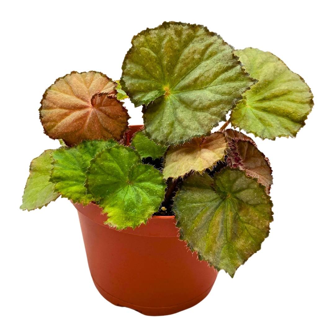 Begonia Nite Satin, 6 inch Rhizomatous Rhizo – Harmony Foliage