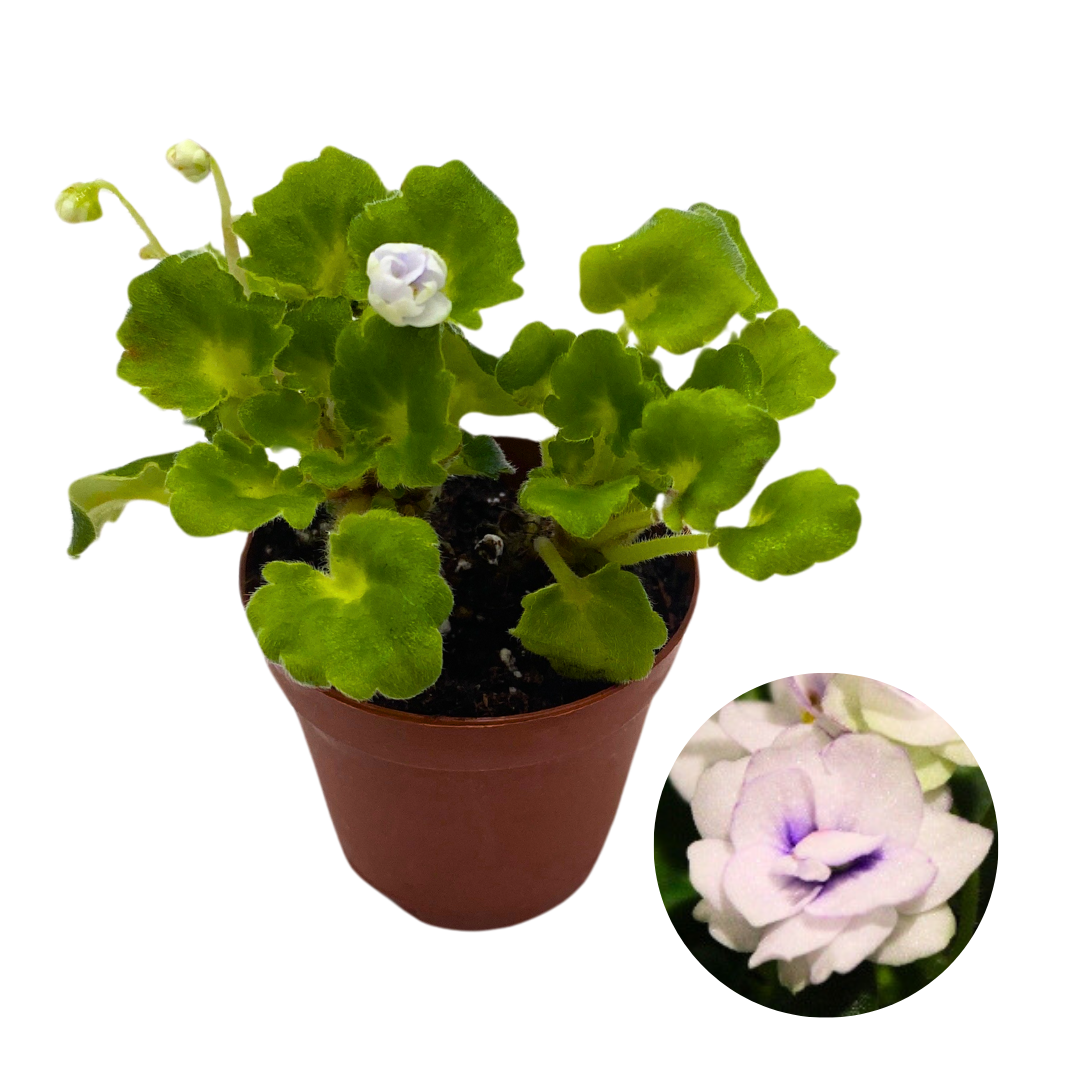 Mini African Violet Shiawasee Trail 2 inch White Flower – Harmony