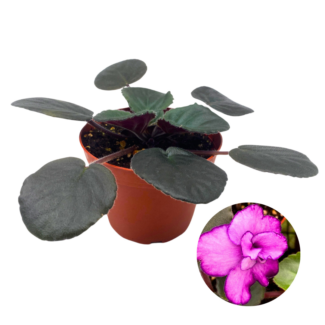 African Violet Buckeye Kindred Spirit 4 inch Pink Flower Harmony Foliage