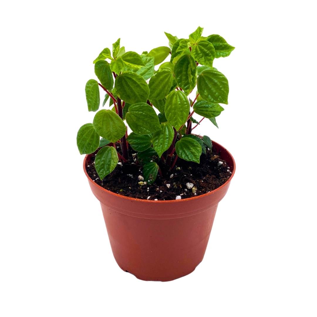 2 inch potted plants Peperomia Meridana in a 2 inch pot Green Meridensis – Harmony Foliage