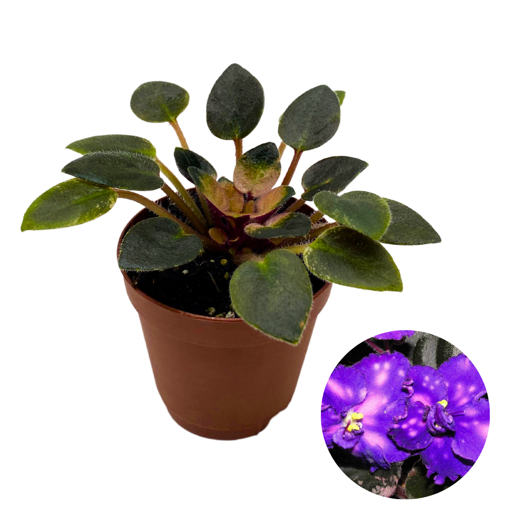 Mini African Violet Rob's Halluciantion Variegated, 2 inch Purple Flower