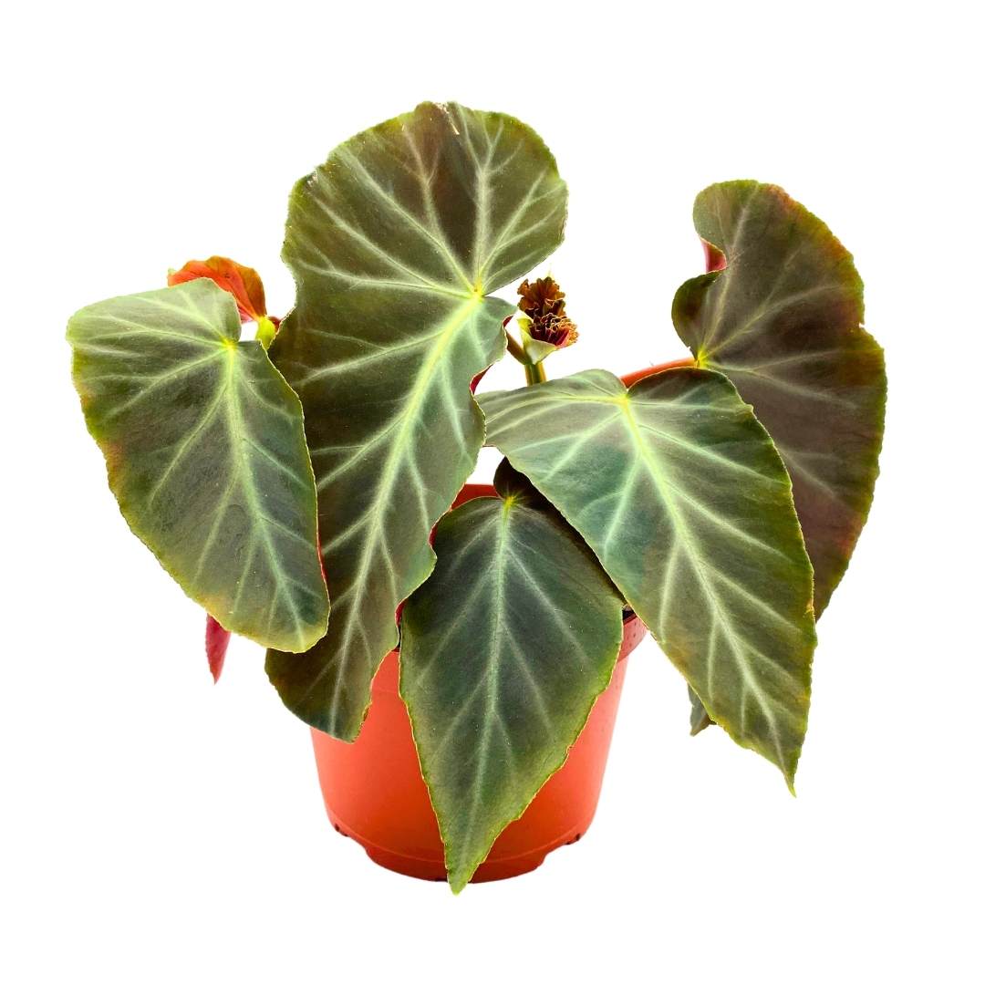 angel wing philodendron angularis Angel Wing Cane Begonia, 6 inch, Green Angel Wings