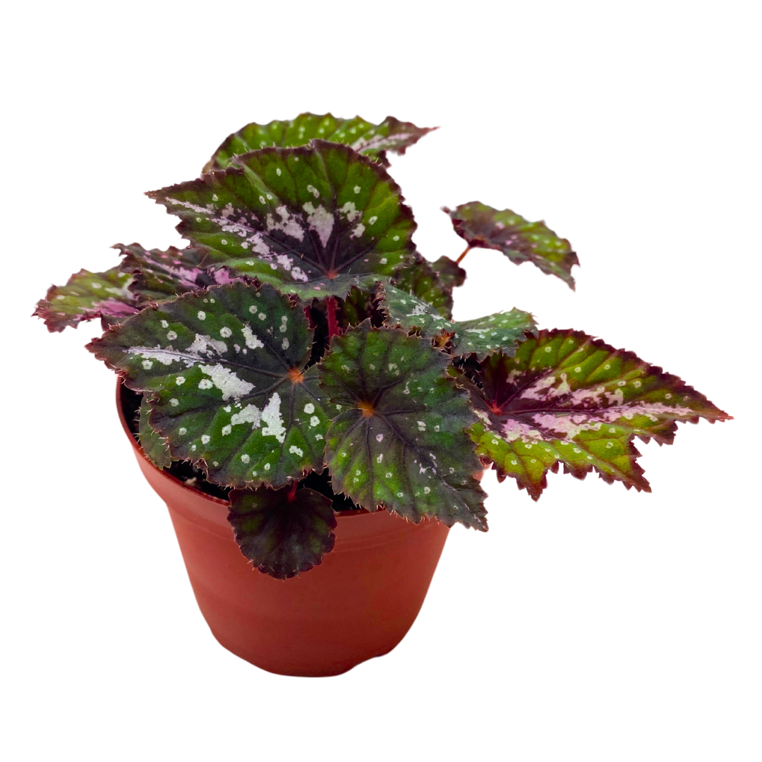 Harmony's Comic Con Begonia Rex 4 inch Pink Green Curly – Harmony