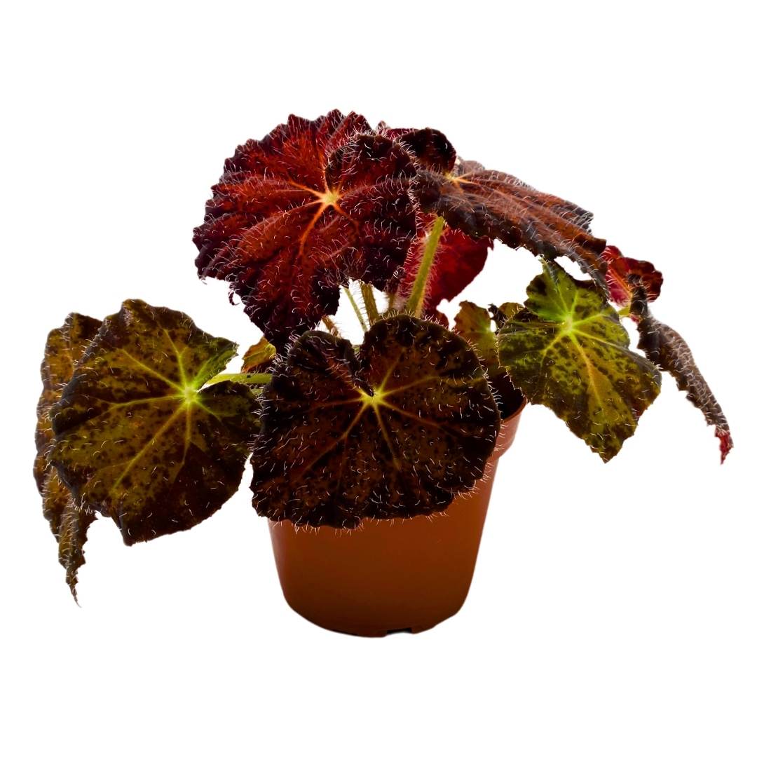 Begonia Brad Thompson 4 inch Rhizomatous – Harmony Foliage