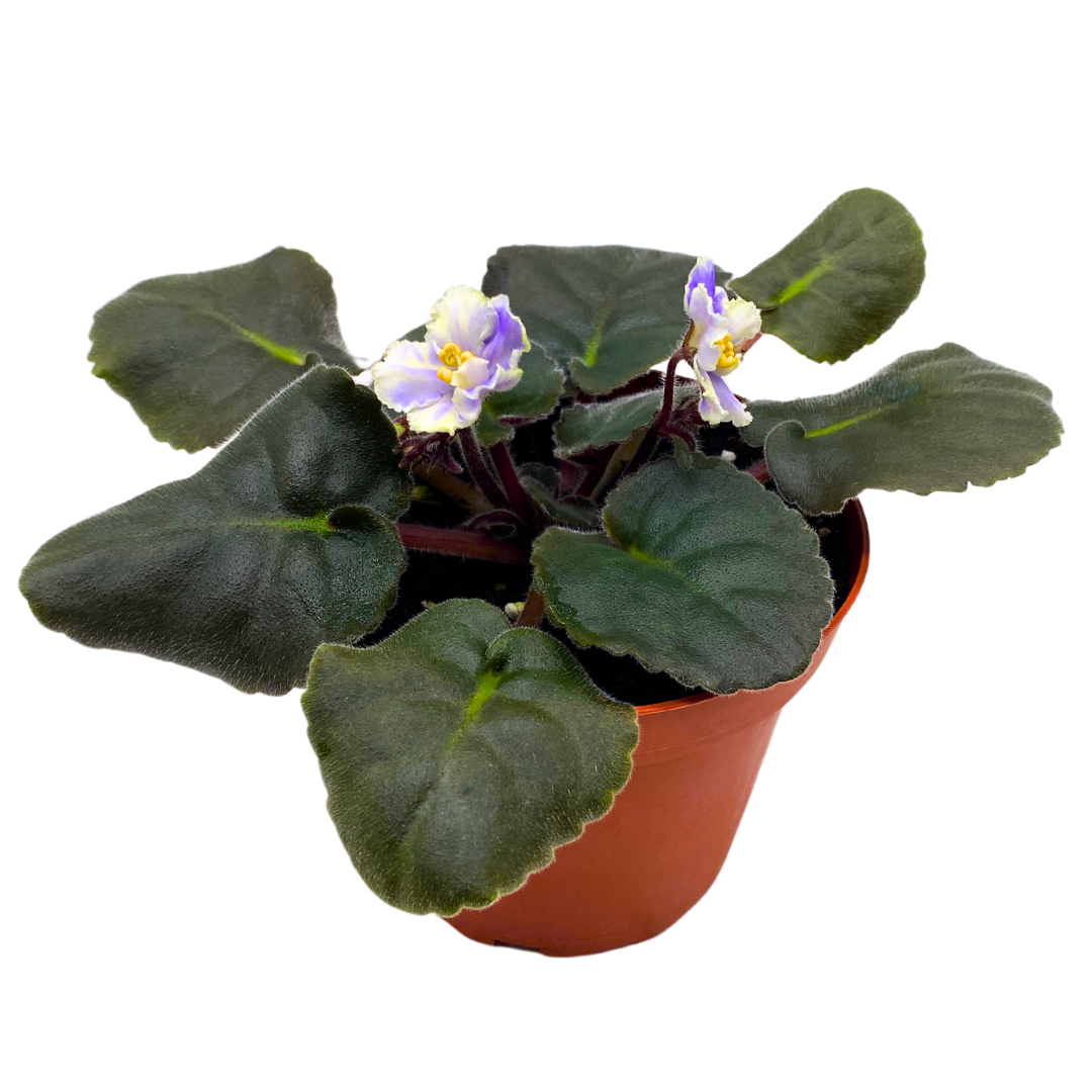 African Violet Harmony's Cotton Candy 4 inch White Purple Flower