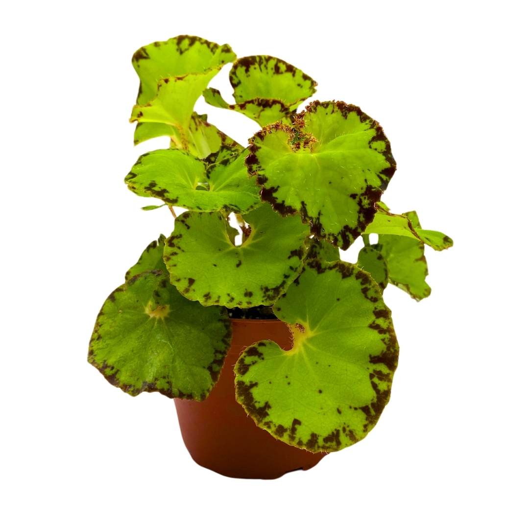 Begonia Jive Rhizomatous Rhizo in a 4 inch Lime Green – Harmony