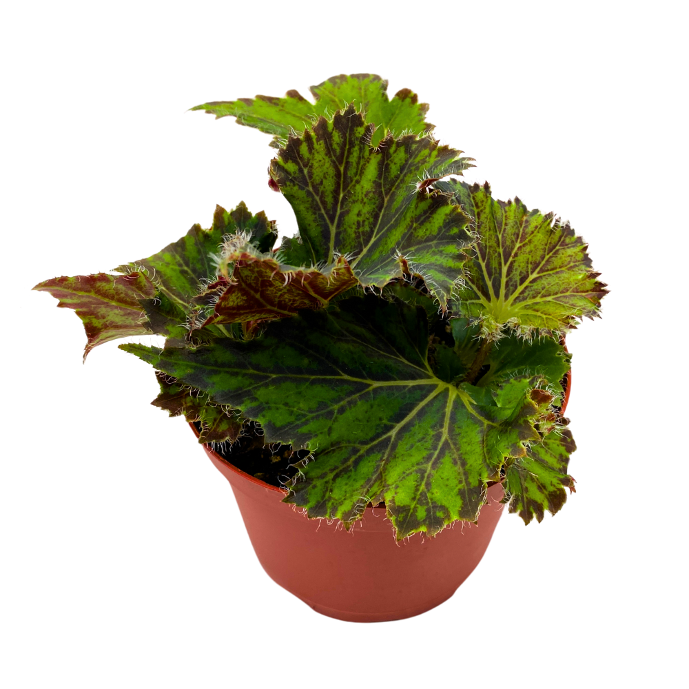Oliver Twist Begonia Rhizomatous 4 inch Green Hairy Lettuce Leaves