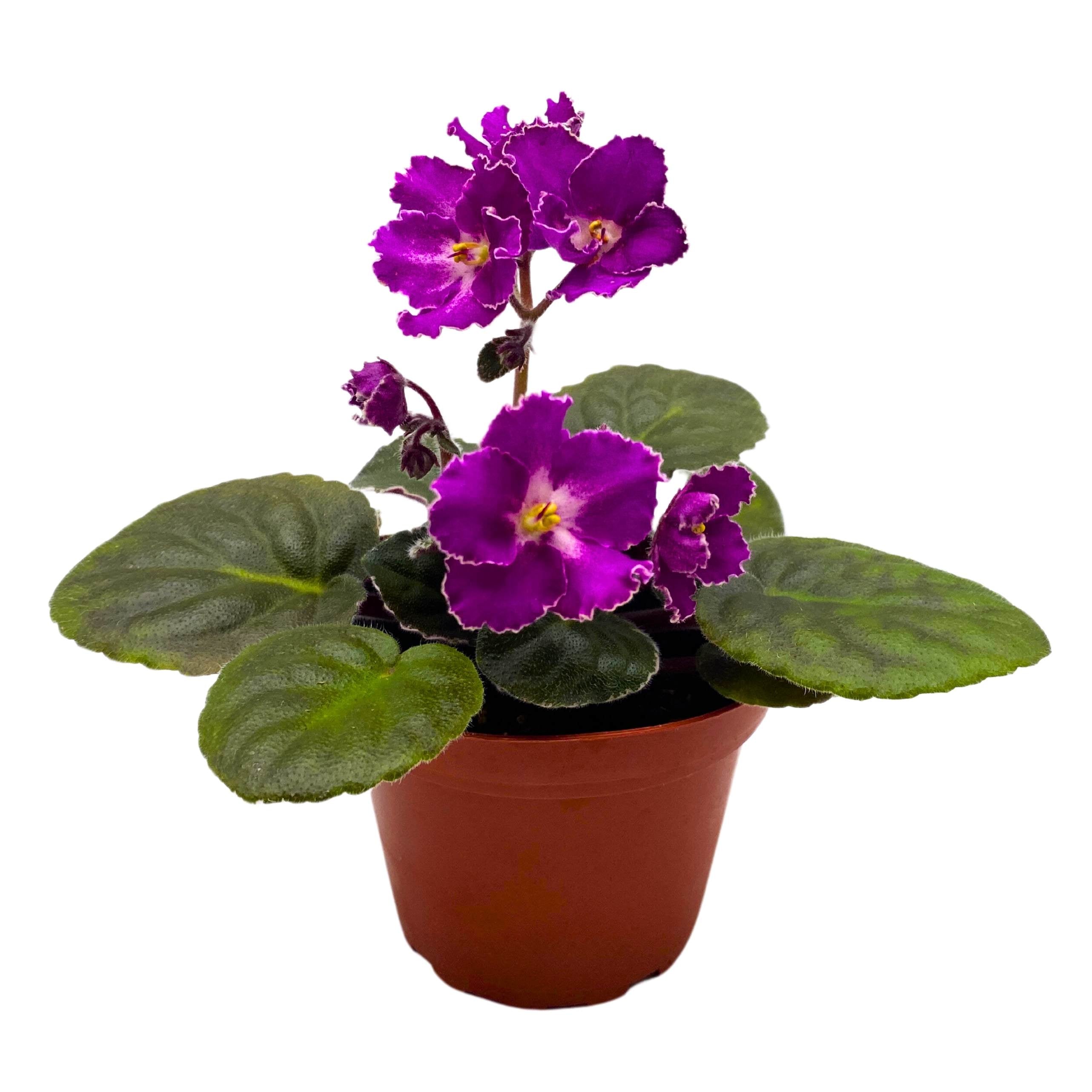 Buckeye Let's Roll African Violet Saintpaulia 4 inch Harmony Foliage