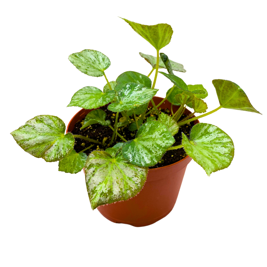 Nola Begonia Rhizomatous 6 inch Green White Rhizo