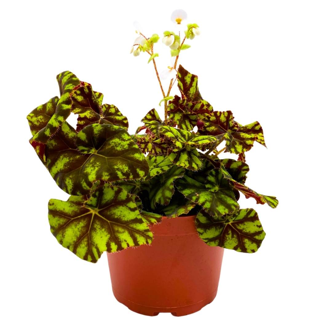 根*葉 Begonia Zumba Rhizomatous Rhizo in a 6 inch Green Yellow Round