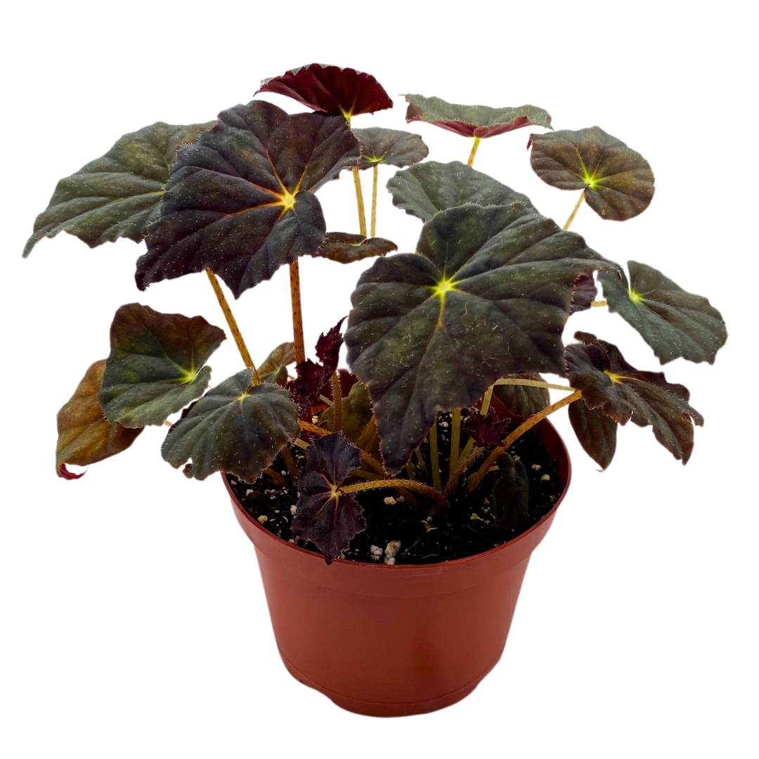 Begonia Joe Hayden Rhizomatous 6 inch – Harmony Foliage