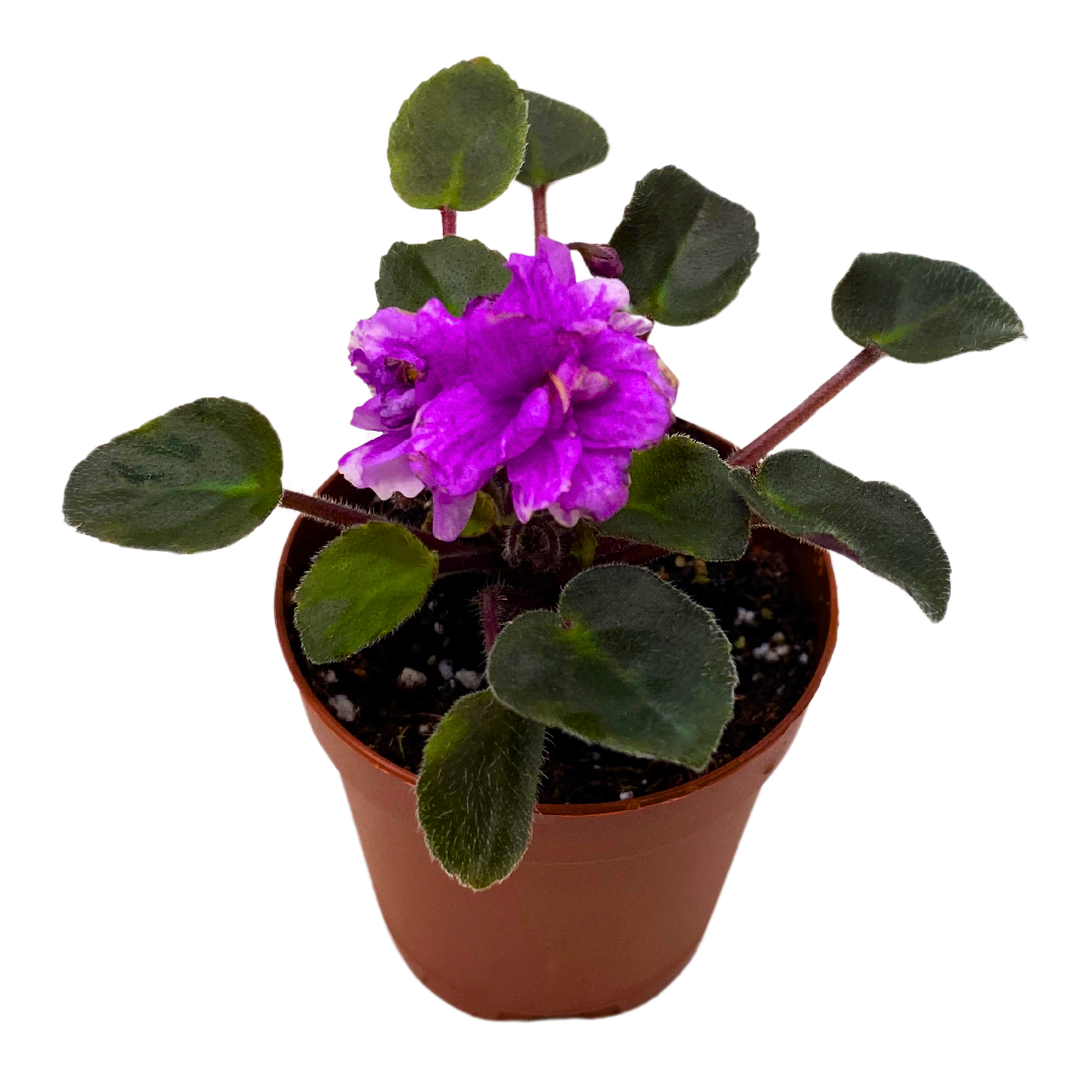 Mini African Violet Jersey Rose Trail 2 inch Purple Flower