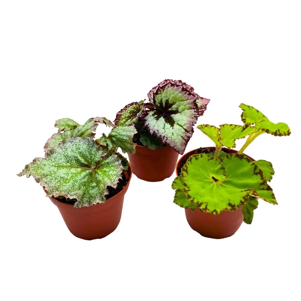 Harmony's Begonia Mystery Box 4 inch Set of 3 Subscription