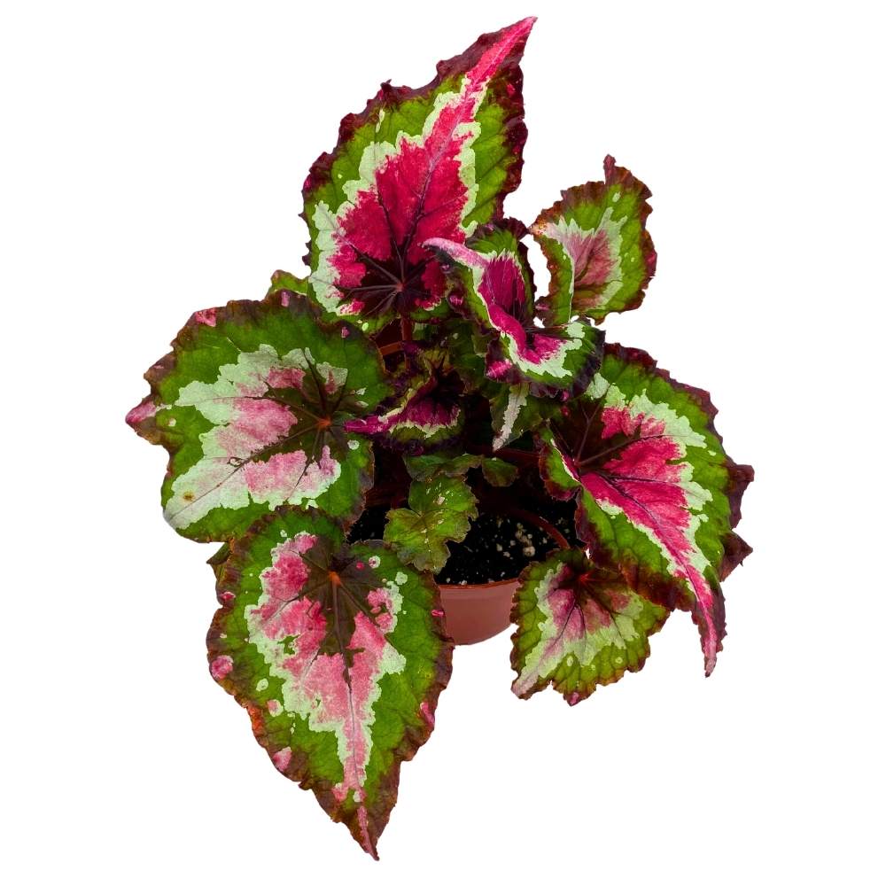 Harmony's Red Tail Begonia Rex 6 inch – Harmony Foliage