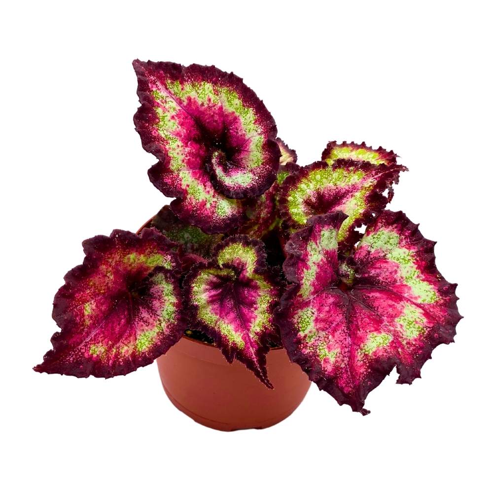 Harmony's Heart Breaker 6 inch Begonia Rex Dark Purple Pink Spiral