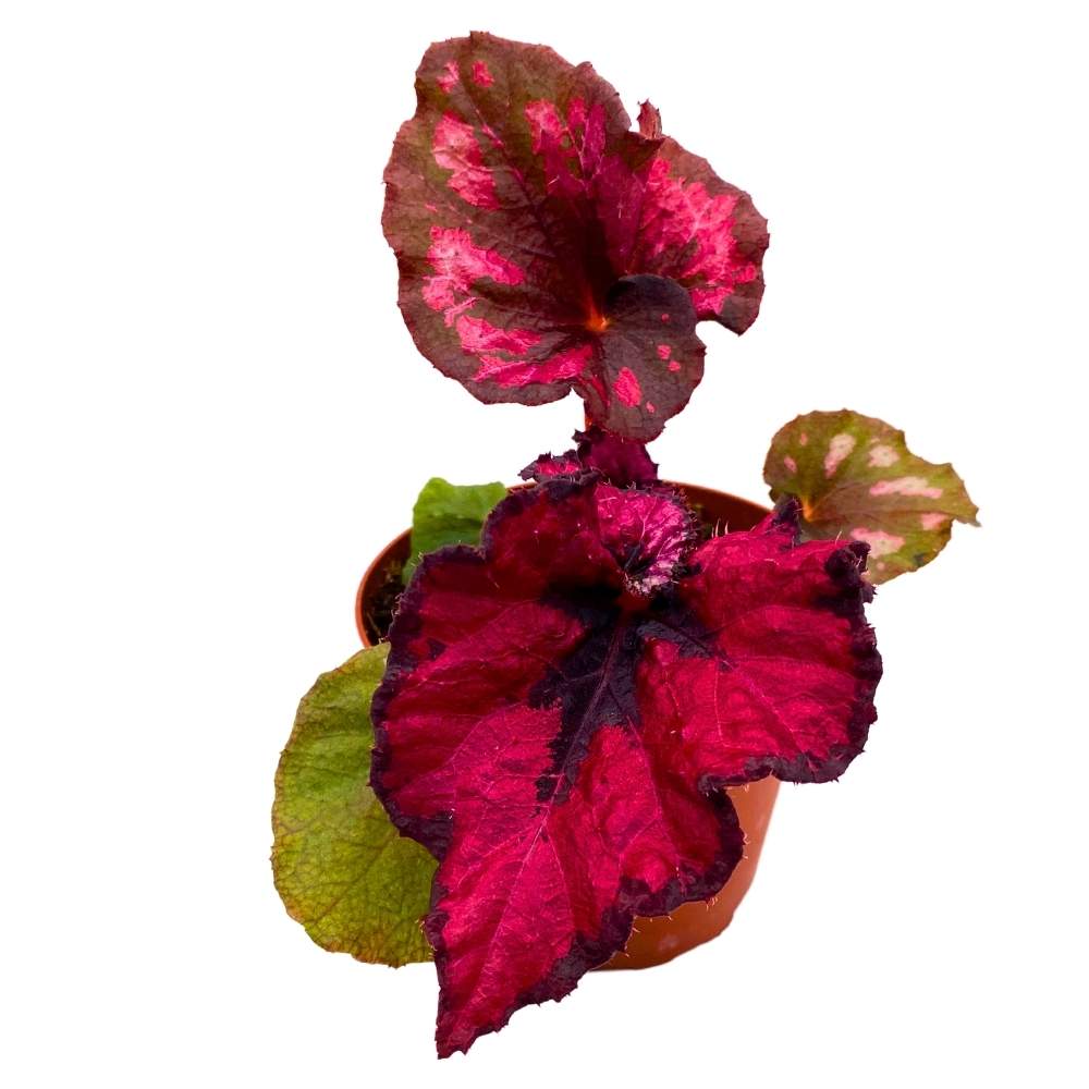 Harmony's Cherry Blossom Begonia Rex 4 inch Dark Red and Black