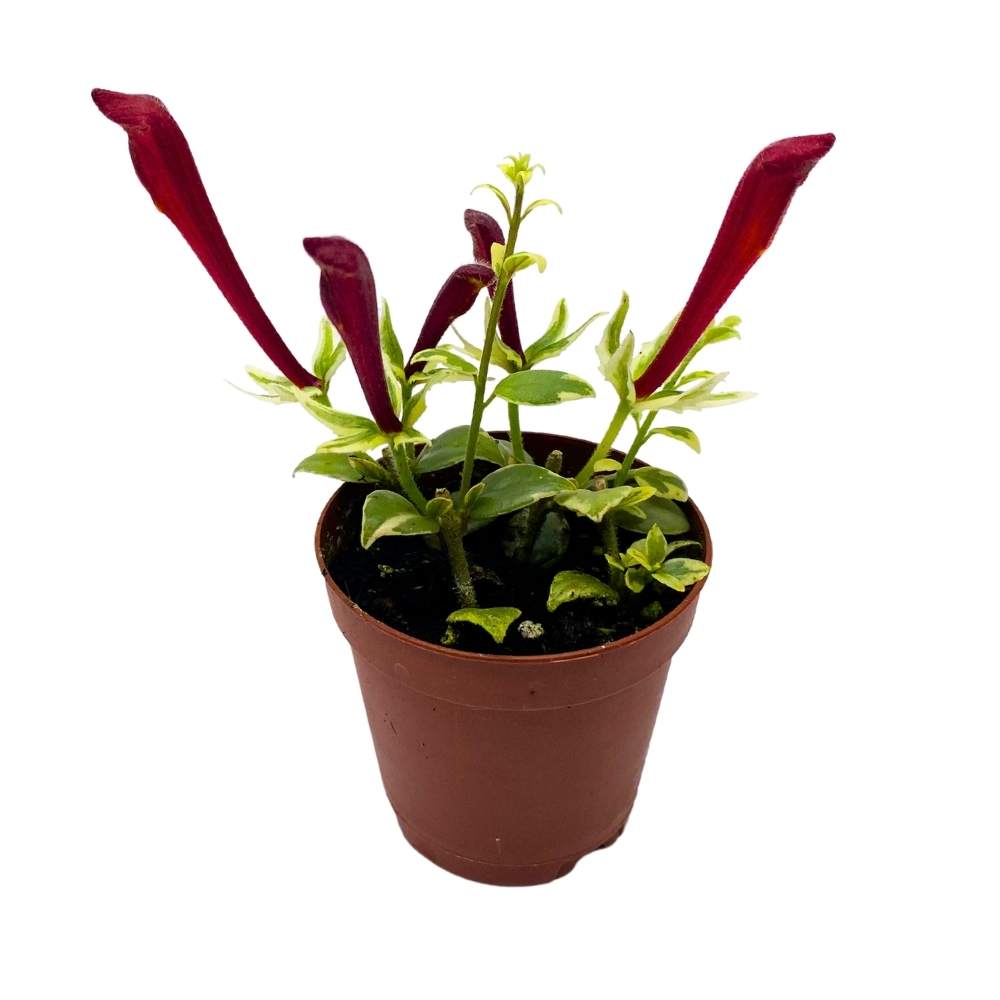 Columnea Broget Stavanger, 2 inch, goldfish plant, lipstick plant, red   Harmony Foliage