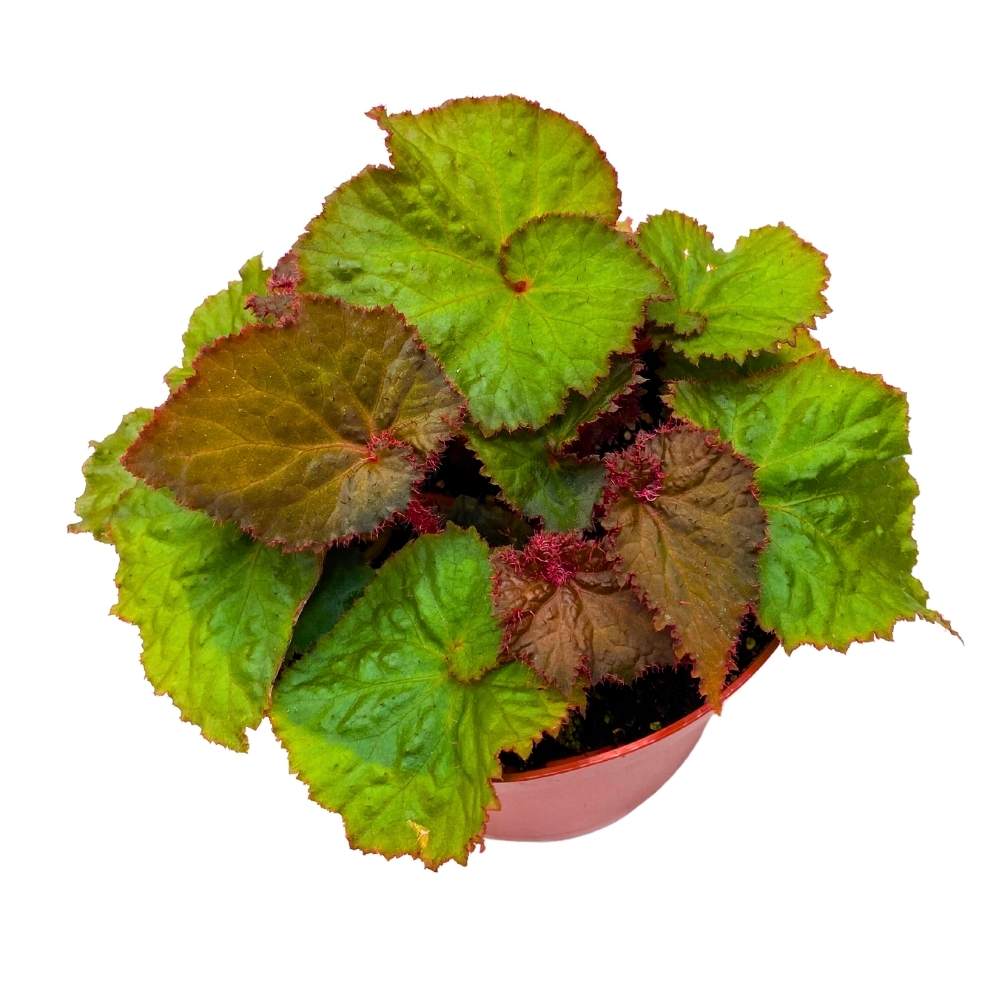 Midnight Magic Begonia Rex Brown Green Spiral Leaves – Harmony Foliage