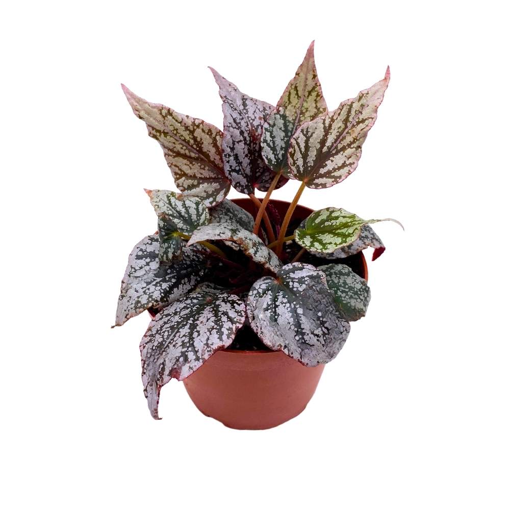 Begonia Rex Jolly Silver Spirit of Maledives, 4 inch Maldives