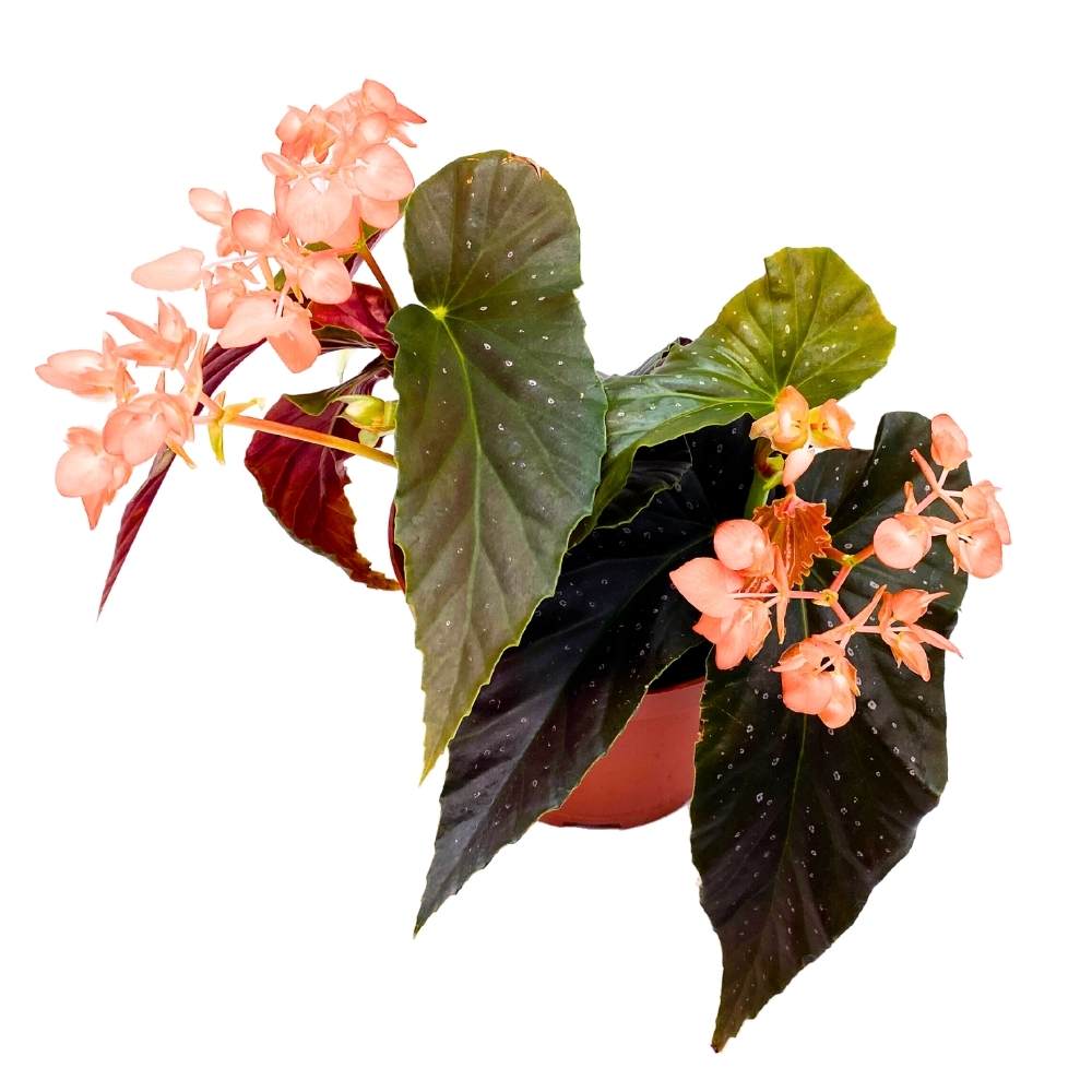 Harmony's Gypsy Angel Wing Hybrid Cane Begonia, 6 inch, Dark with