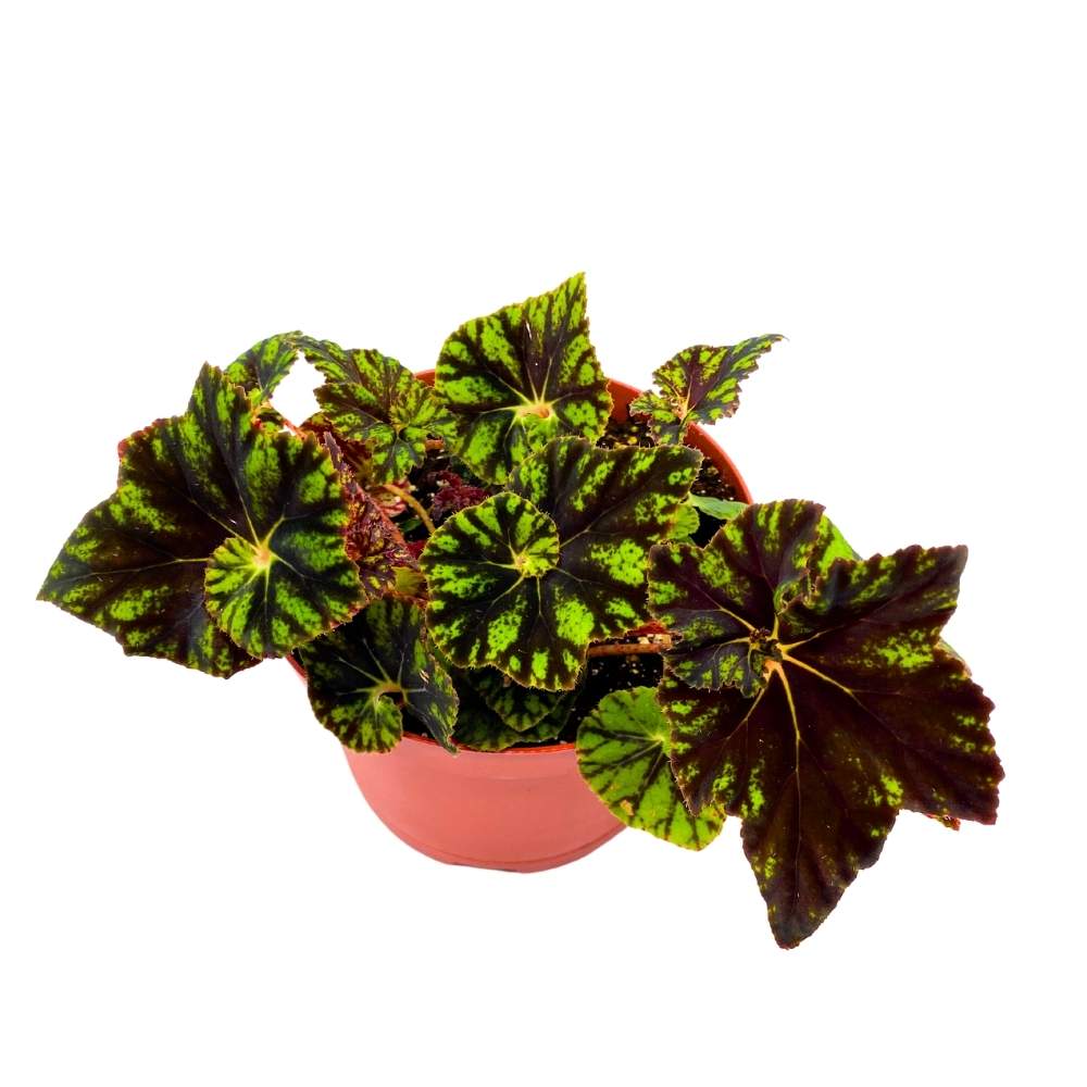 Shanicka Begonia Rhizomatous 6 inch Rhizo Dark Green Black Spiral