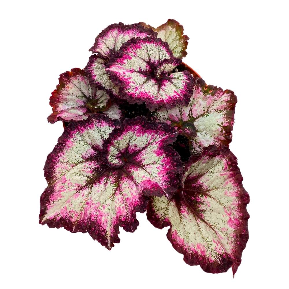 Harmony's Midnight Fantasy 6 inch Begonia Rex Purple Spiral Jagged