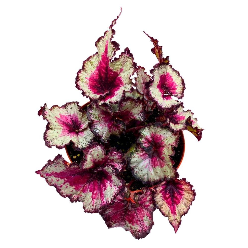 Harmony's Taste of Poison Begonia Rex, 6 inch Pink Center Purple