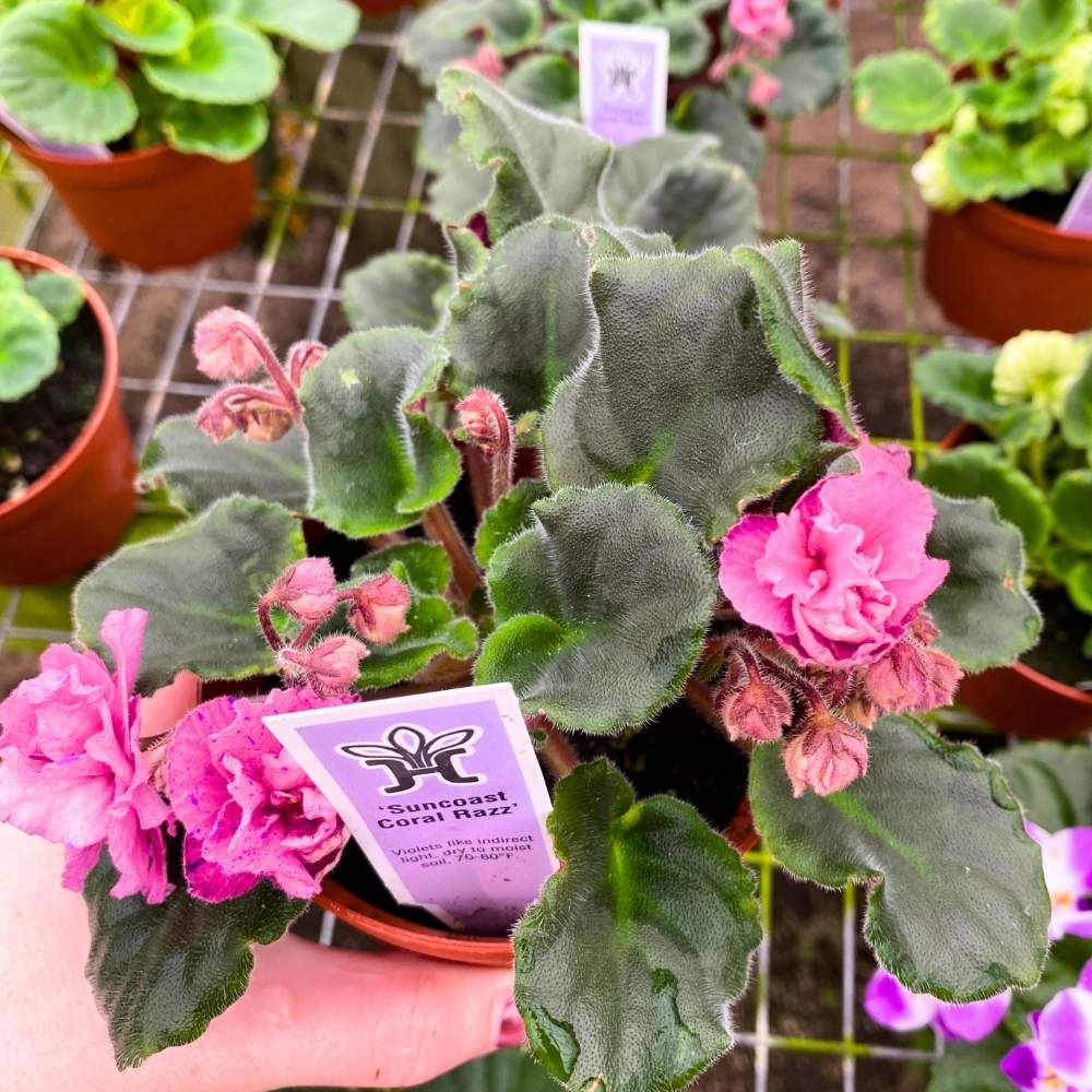 Suncoast Coral Razz African Violet, 4 inch, Gesneriad Pink Flower