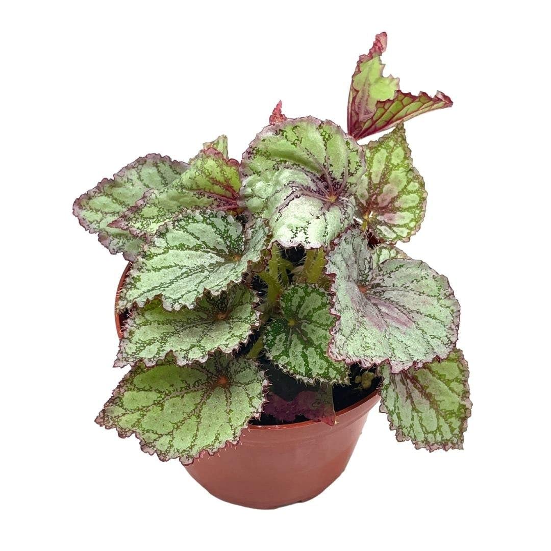 専用　ご確認用ページ　Begonia 5点同梱 Peace Begonia Rex, 4 inch Painted-Leaf Winter Cold Begonia