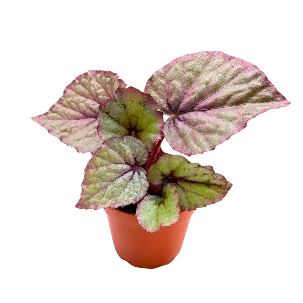 Begonia Oteka Rhizomatous, 4 inch, White Rhizo with Light Pink