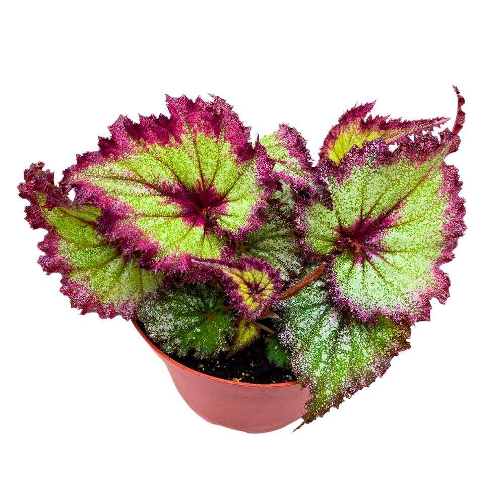Harmony's Draco 6 inch Begonia Rex Glittery Purple Green – Harmony