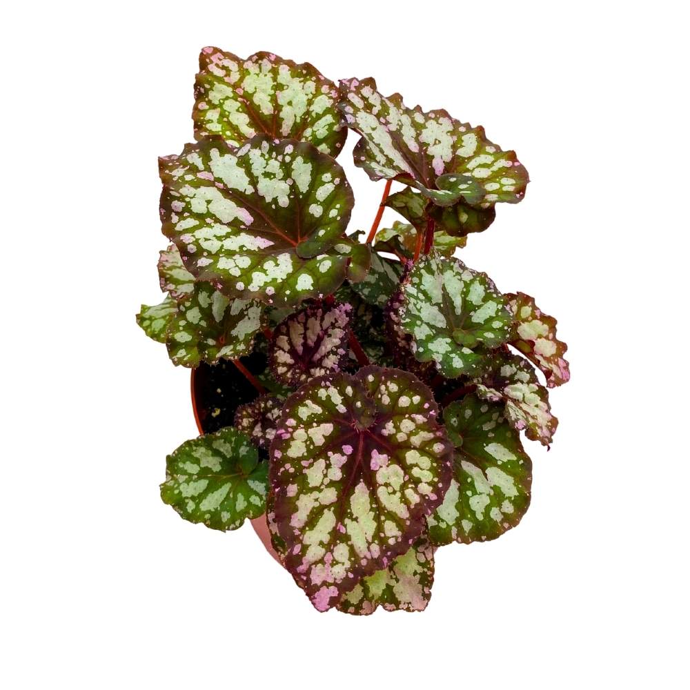 Harmony's Twisted Sister Begonia Rex 6 inch Spiral Leaf – Harmony
