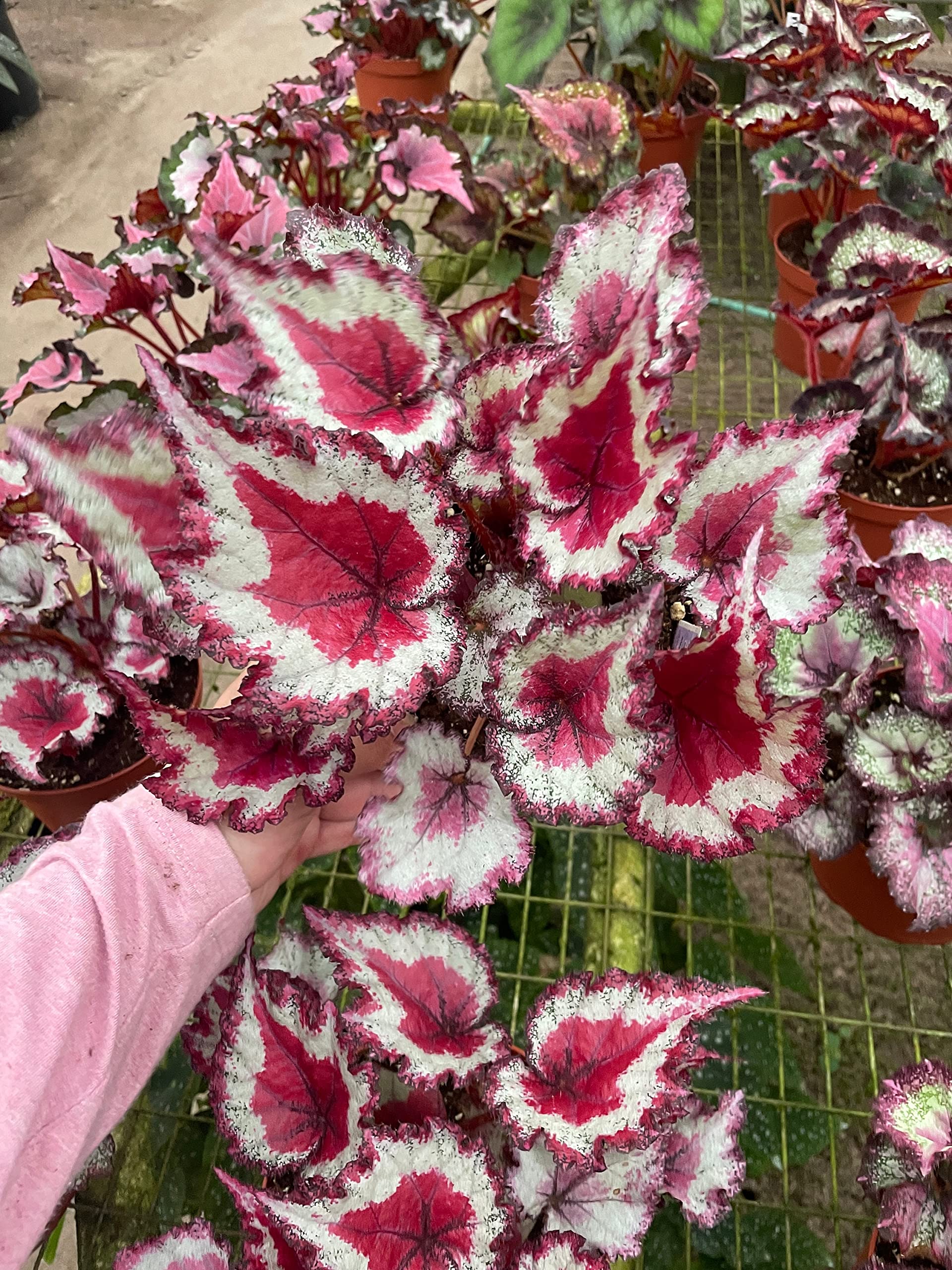 Harmony's Gift Wrap, in a 6 inch Pot, Begonia rex – Harmony Foliage