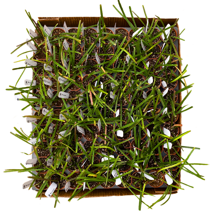 2 inch Hoya Insularis HALF case (45)
