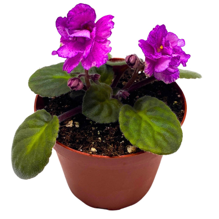 Sergeant Pepper African Violet Saintpaulia 4 inch